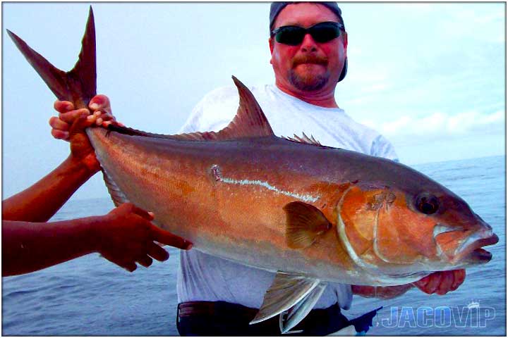 Large mahi mahi dorado off shore fishing near Jaco Beach Costa Rica