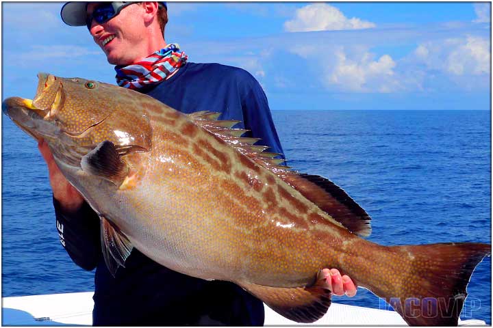 Large mahi mahi dorado off shore fishing near Jaco Beach Costa Rica