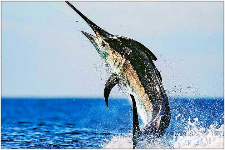 Man with cigar and sailfish sport fishing in Costa Rica