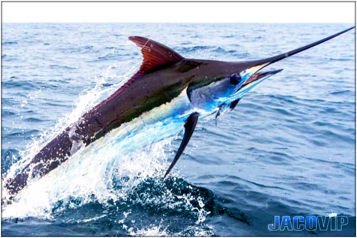 Man with cigar and sailfish sport fishing in Costa Rica