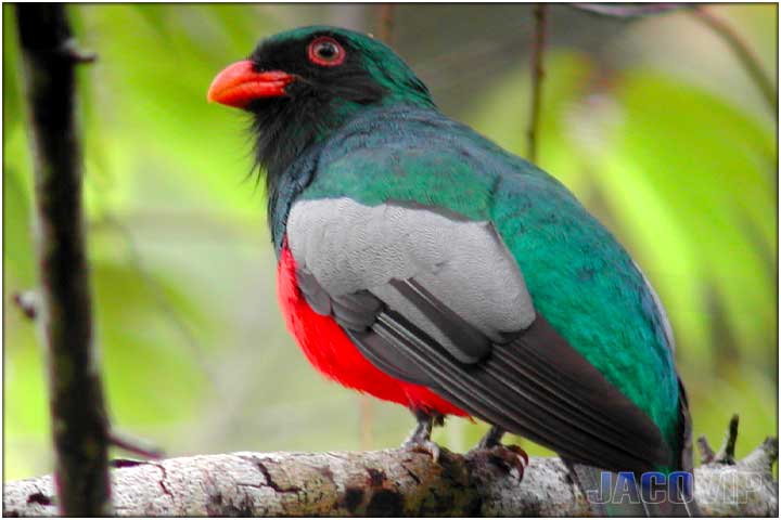 Close up of small tropical bird with red beak and red belly