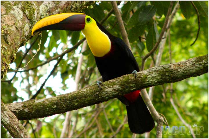 Close up of chestnut tucan